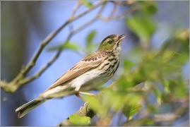 <p>LINDUŠKA LESNÍ (Anthus trivialis) /Tree pipit - Baumpieper/</p>